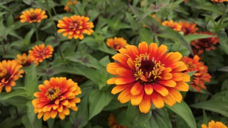 Orange and Red Daisy Flower wallpaper