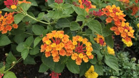 Verbena Flowers wallpaper