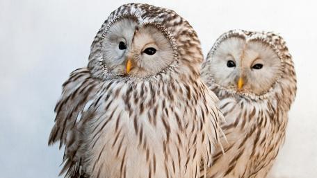 Wise Duo of Owls in Focus wallpaper