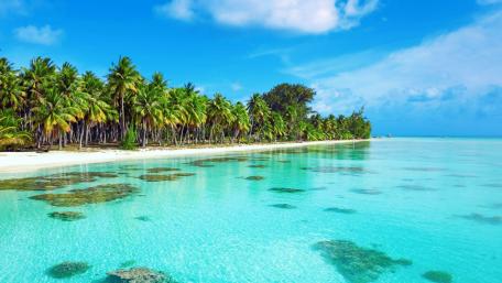 Turquoise Tropical Paradise wallpaper