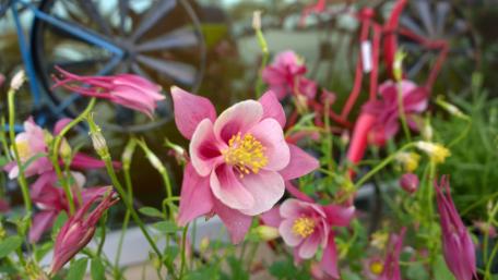 Pint columbine flowers wallpaper