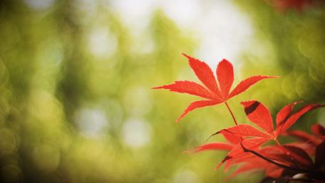 Maple leaf wallpaper