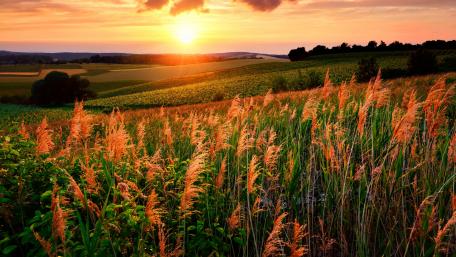 Reed in the setting sun wallpaper
