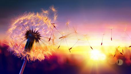 Dandelion seeds in sunset wallpaper
