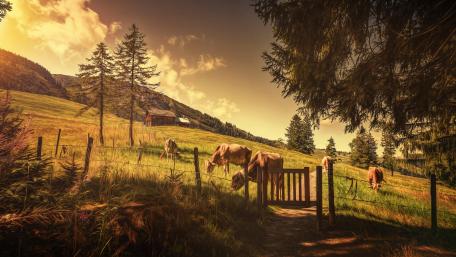 Summer farm wallpaper