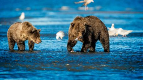 Brown bears wallpaper