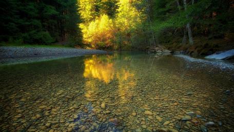 River surrounded by trees wallpaper