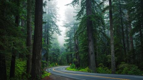 Enchanted Forest Road Journey wallpaper