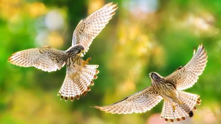 Majestic Kestrels in Flight wallpaper