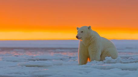 Majestic Polar Bear at Sunset Over the Arctic Sea wallpaper