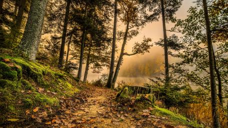 Riverside forest path wallpaper
