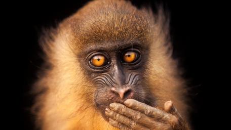 Curious Monkey Close-Up wallpaper