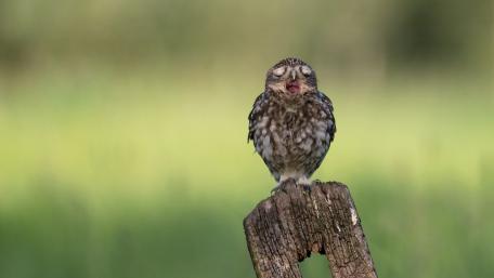 Charming Little Owl on a Perch wallpaper