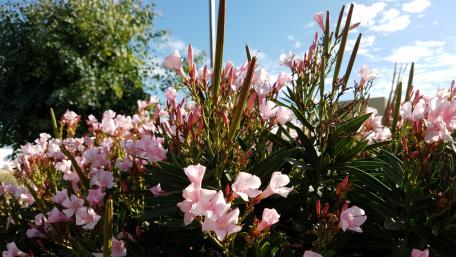 Pink Wild Flowers wallpaper