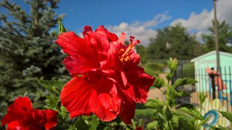 Red Hibiscus wallpaper