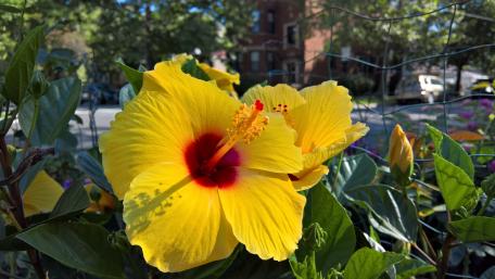 Yellow Hibiscus wallpaper