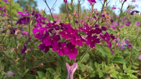 Hot Pink Primula Flowers wallpaper