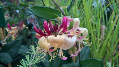 Pink and yellow Honeysuckles wallpaper