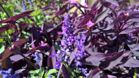 Lavender Flowers wallpaper