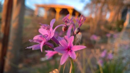 Pink Orchid flowers wallpaper