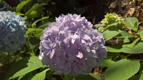 Lilac Hydrangea wallpaper