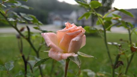 Pink Rose Bud wallpaper