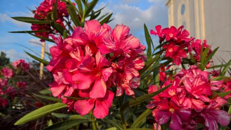 Peruvian Lily wallpaper