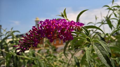 Purple Flowers on Blue Sky wallpaper