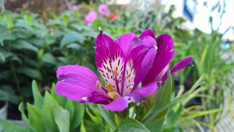 Violet Family Flower wallpaper