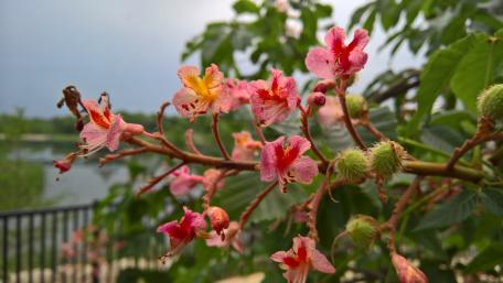 Pink Flowers wallpaper