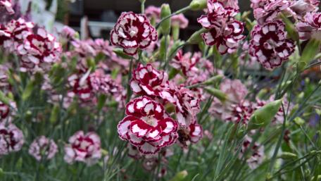 Pink Flowers wallpaper
