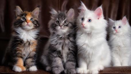 Adorable Quartet of Fluffy Kittens wallpaper