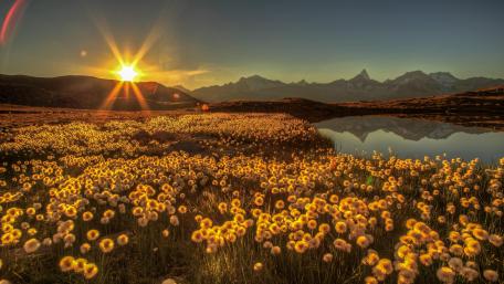 Dandelion field at Bergsee, Switzerland wallpaper