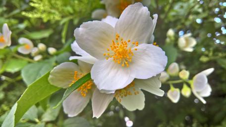 Delicate White Blossoms in Spring Light wallpaper