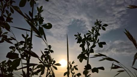 Serene Silhouette of Nature at Dusk wallpaper