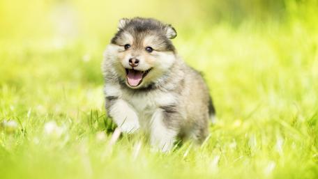 Alaskan Malamute Puppy wallpaper