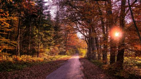 Autumn Serenity in a Woodland Pathway wallpaper