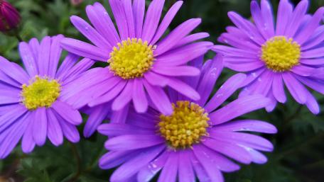 Purple Flowerpower wallpaper
