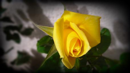 Yellow rose in my little garden wallpaper