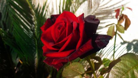Red velvet rose wallpaper