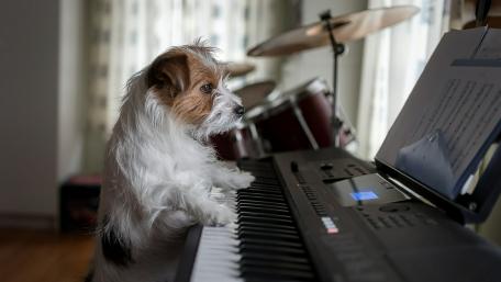 Pianist Jack Russell Terrier wallpaper