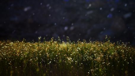 Flower field wallpaper