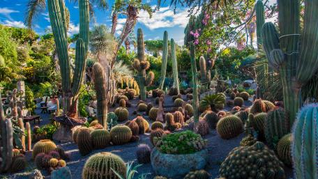 Cactus in the garden wallpaper