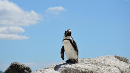 Charming Penguin Against a Brilliant Sky wallpaper