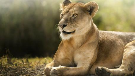Female lion wallpaper
