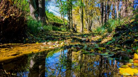 Autumn Reflections in a Woodland Creek wallpaper