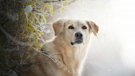 Golden Retriever in Frosty Wonderland wallpaper
