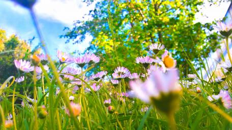 Summer Flowers wallpaper