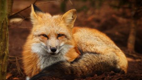 Majestic Red Fox in Nature Scene wallpaper