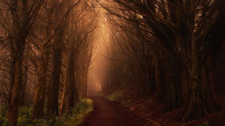 Twilight Pathway Through the Enigmatic Forest wallpaper